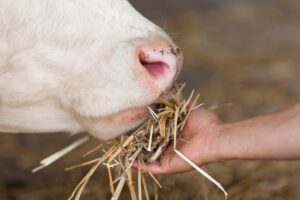 Farming Sponsored Employment Opportunities in Australia